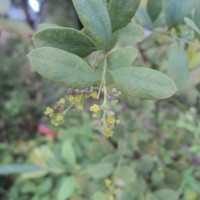 <i>Osyris lanceolata</i>  Hochst. & Steud.